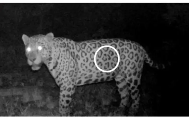 Фотопастки помітили самця ягуара на материку, а потім знову на острові.