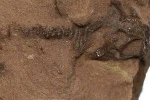 Існувала до динозаврів: учені знайшли останки стародавньої істоти, схожої на ящірку