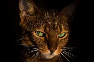 Коти можуть впливати на мозок своїх власників: учені розповіли, як