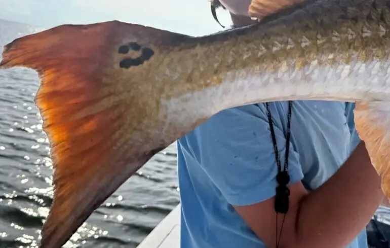 Рибалка спіймав червоного окуня зі смайлом на хвості.
