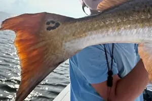 Окуні з літерами й символами на хвостах дивують рибалок та вчених