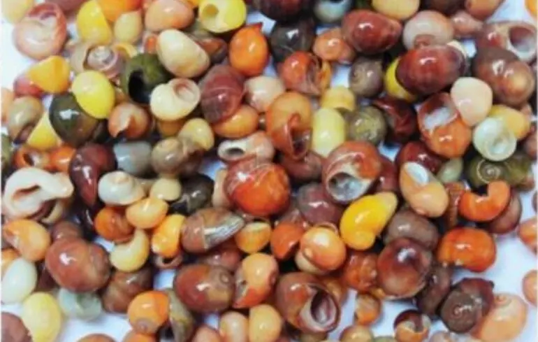 Колекція Littorina obtusata, зібрана з танатоценозу 8 жовтня 2016 року.