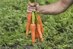 В Україні подорожчала морква