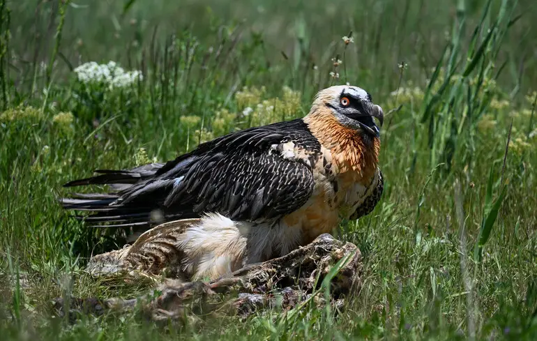 Науковці дослідили “природні музеї”: у гніздах ягнятників археологи знайшли артефакти віком до 650 років