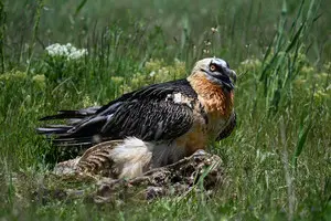 Науковці дослідили “природні музеї”: у гніздах ягнятників археологи знайшли артефакти віком до 650 років