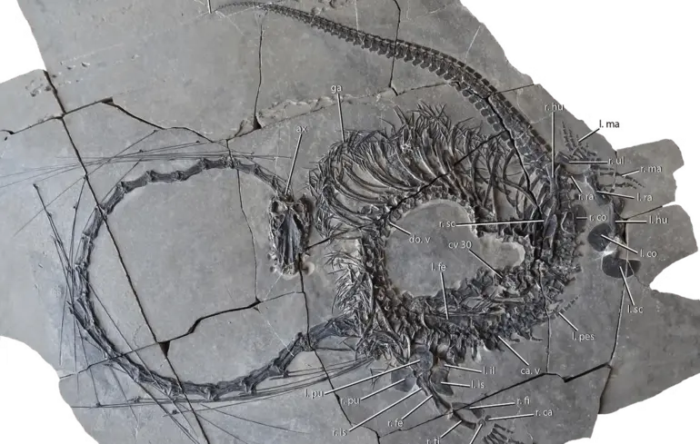 У Китаї знайшли останки 