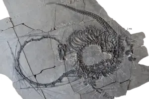 У Китаї знайшли останки 