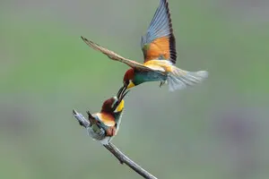 Глобальный кризис биоразнообразия: более половины видов птиц на планете сокращается