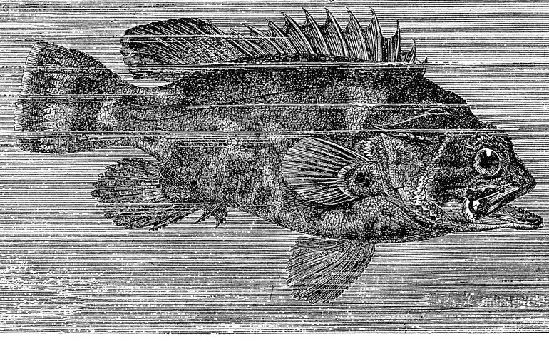 Вид "затонувшей рыбы".