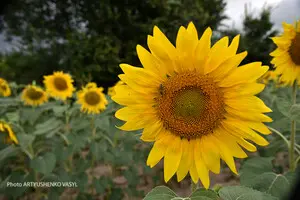 Олія в Україні подорожчає: врожай соняшнику може стати найнижчим за десять років