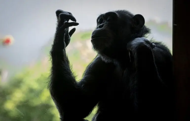 Ученые выяснили, почему самки млекопитающих живут дольше самцов
