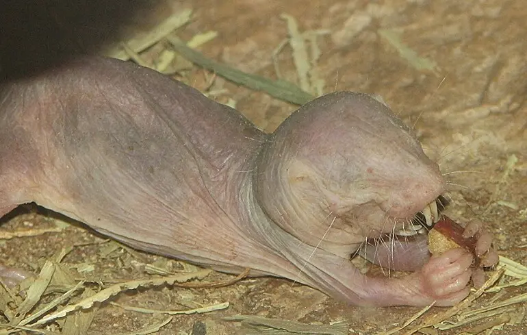 Учені розкрили секрет довголіття голих землекопів