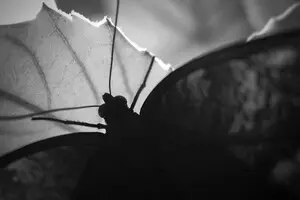 Світ, що розвалився від одного «метелика» Путіна