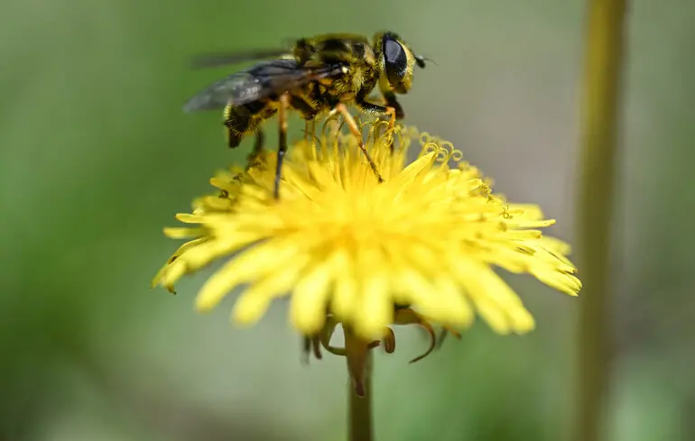 Тепер офіційно: дикі бджоли в Європі перебувають під загрозою зникнення