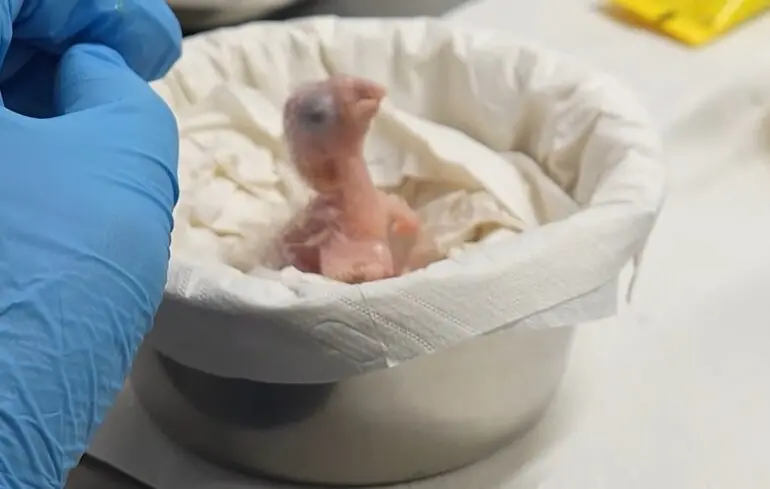 Вылупился птенец вымершего в природе попугая: возвращается надежда на сохранение редкого вида