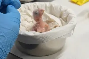 Вилупилося пташеня вимерлого в природі папуги: повертається надія на збереження рідкісного виду