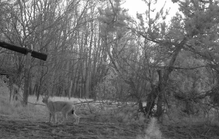 Зліва на гілці сіра сова, а внизу рись євразійська.