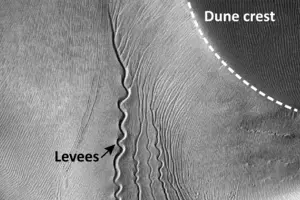 Песчаные черви из 