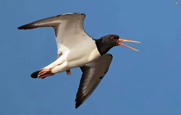 Кулик-сорока.