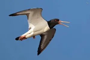 Из Польши через Украину в Африку: редкая птица сделала остановку на Тузловских лиманах