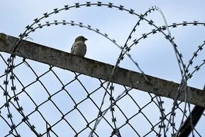 Россия в вихре репрессий: власть пожирает своих