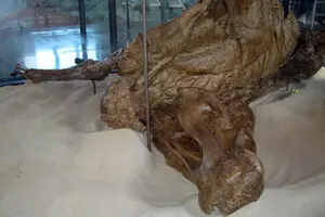 Копыта у рептилий: ученые заметили нечто необычное у «мумии» динозавра