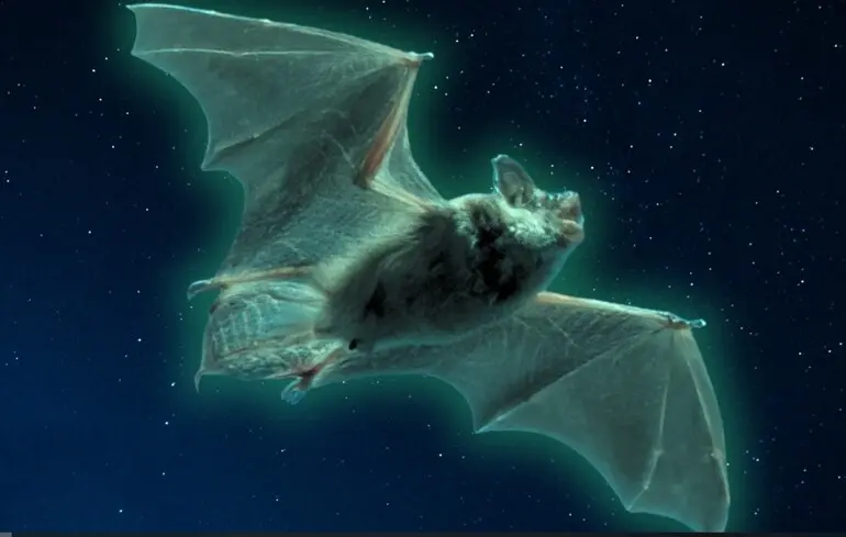 Кажани у США можуть світитися примарним зеленим: учені не знають, чому