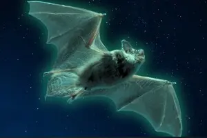 Кажани у США можуть світитися примарним зеленим: учені не знають, чому