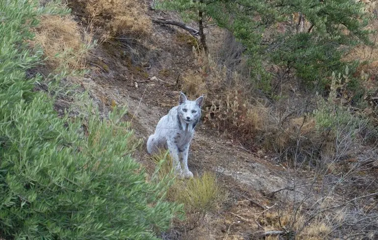 В Іспанії вперше в історії сфотографували рідкісну тварину: відео