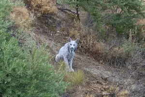 В Іспанії вперше в історії сфотографували рідкісну тварину: відео