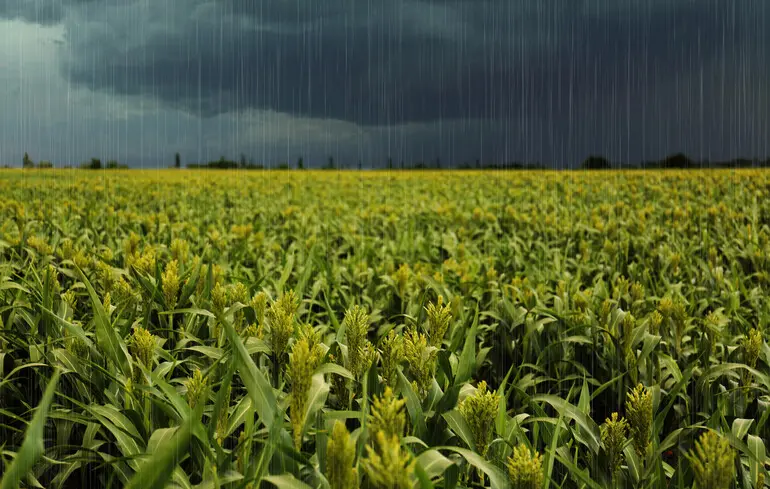 Rain Ruins Autumn Marathon of Crop Champions