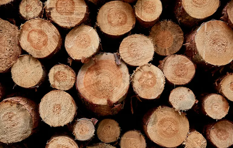Кабмин временно запретил экспорт древесины: в чем причина