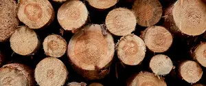 Кабмин временно запретил экспорт древесины: в чем причина