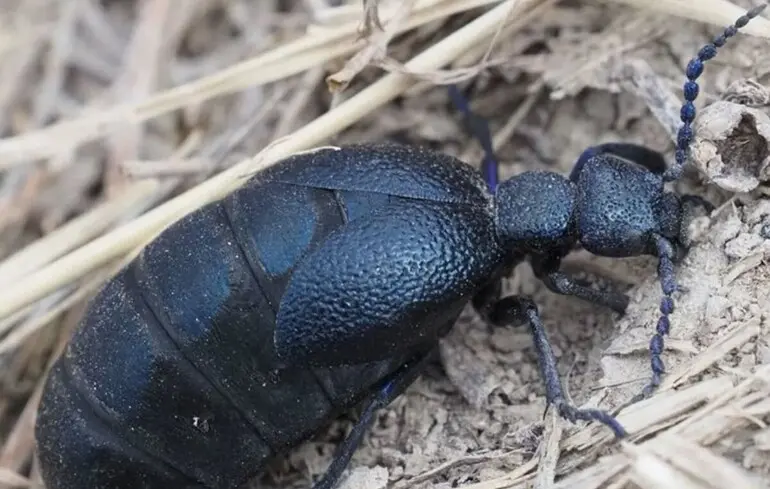 Жук майка осіння.