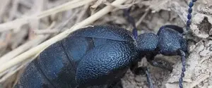 В Украине заметили ядовитого жука: какую угрозу он несет человеку