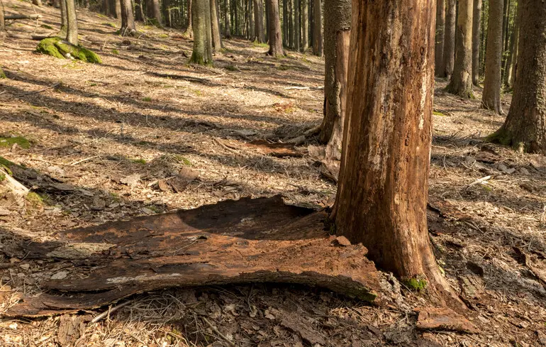 Ліси України під новою загрозою: слідом за вибухами й обстрілами наступають комахи