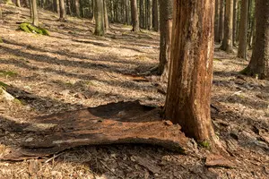 Ліси України під новою загрозою: слідом за вибухами й обстрілами наступають комахи