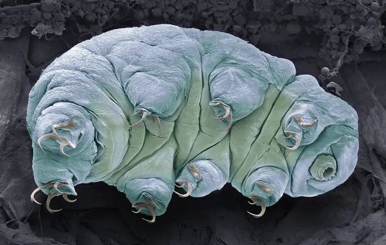 Водяний ведмідь або тихоходка (Tardigrada).