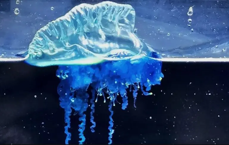 Севернее, чем раньше: ученые нашли новый вид португальского кораблика