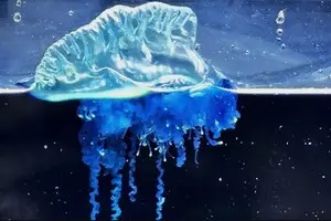 Севернее, чем раньше: ученые нашли новый вид португальского кораблика