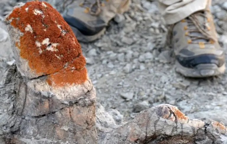 Знайдений череп стиракозавра з лишайником.