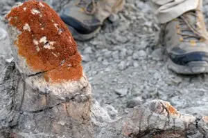 Ученые создали новый метод поиска окаменелостей динозавров: помогают лишайники