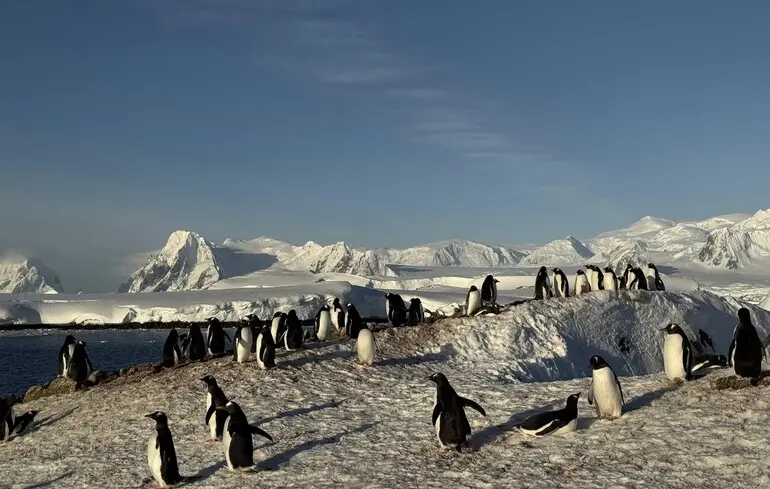 Ждут, пока прыгнет самый смелый: полярники показали, как ныряет огромная стая пингвинов