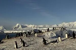 Ждут, пока прыгнет самый смелый: полярники показали, как ныряет огромная стая пингвинов