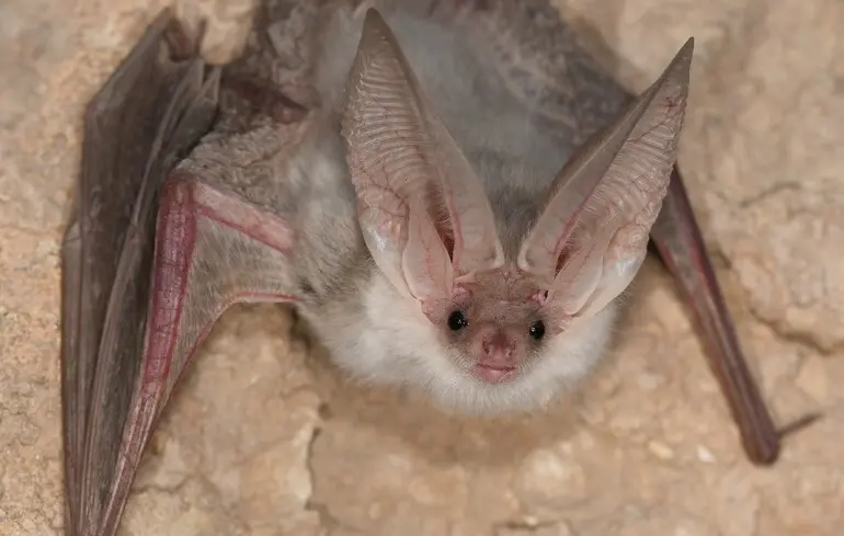 Туркестанская длинноухая летучая мышь.