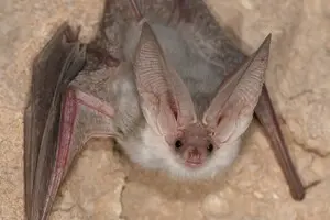 Исследователи обнаружили вид летучих мышей, который считали пропавшим более полувека: видео