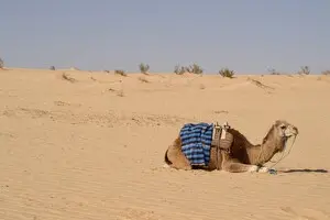 Білок верблюдів і лам може захистити від шизофренії