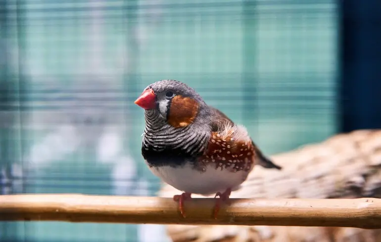 Ученые рассказали, почему птицы начинают петь на рассвете