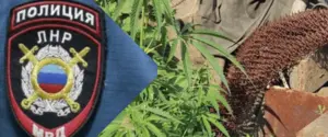 На оккупированной территории Луганской области резко выросла наркопреступность среди подростков — ЦНС