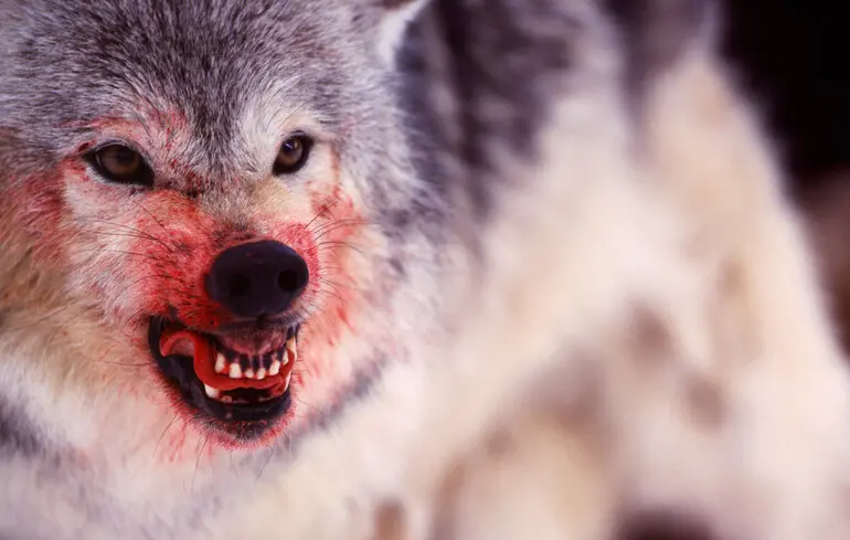 «Поріг крові». Масові розстріли росіянами своїх військовослужбовців — норма чи відхилення?